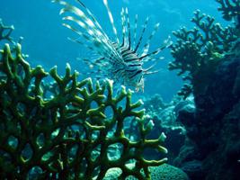 Common Lion Fish